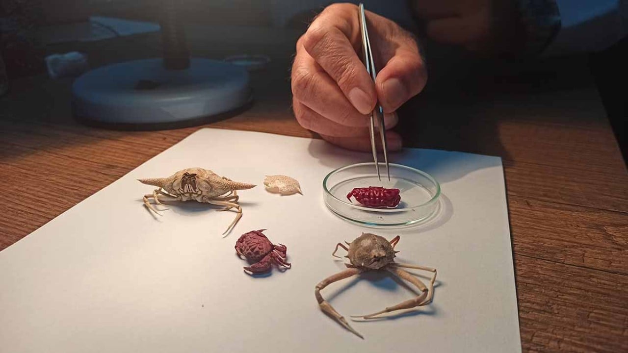 Foto - Bir Hint yengeci eksikti