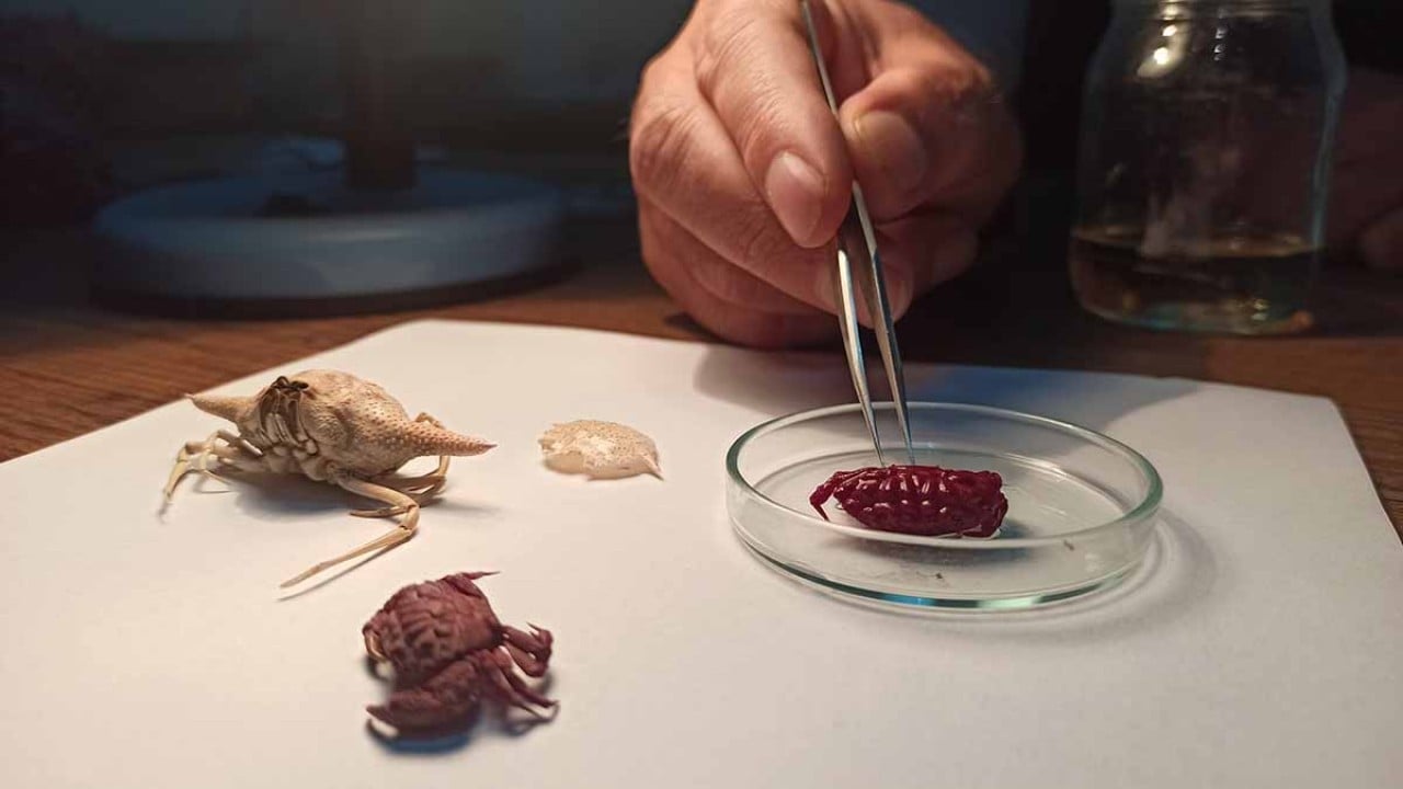 Foto - Bir Hint yengeci eksikti