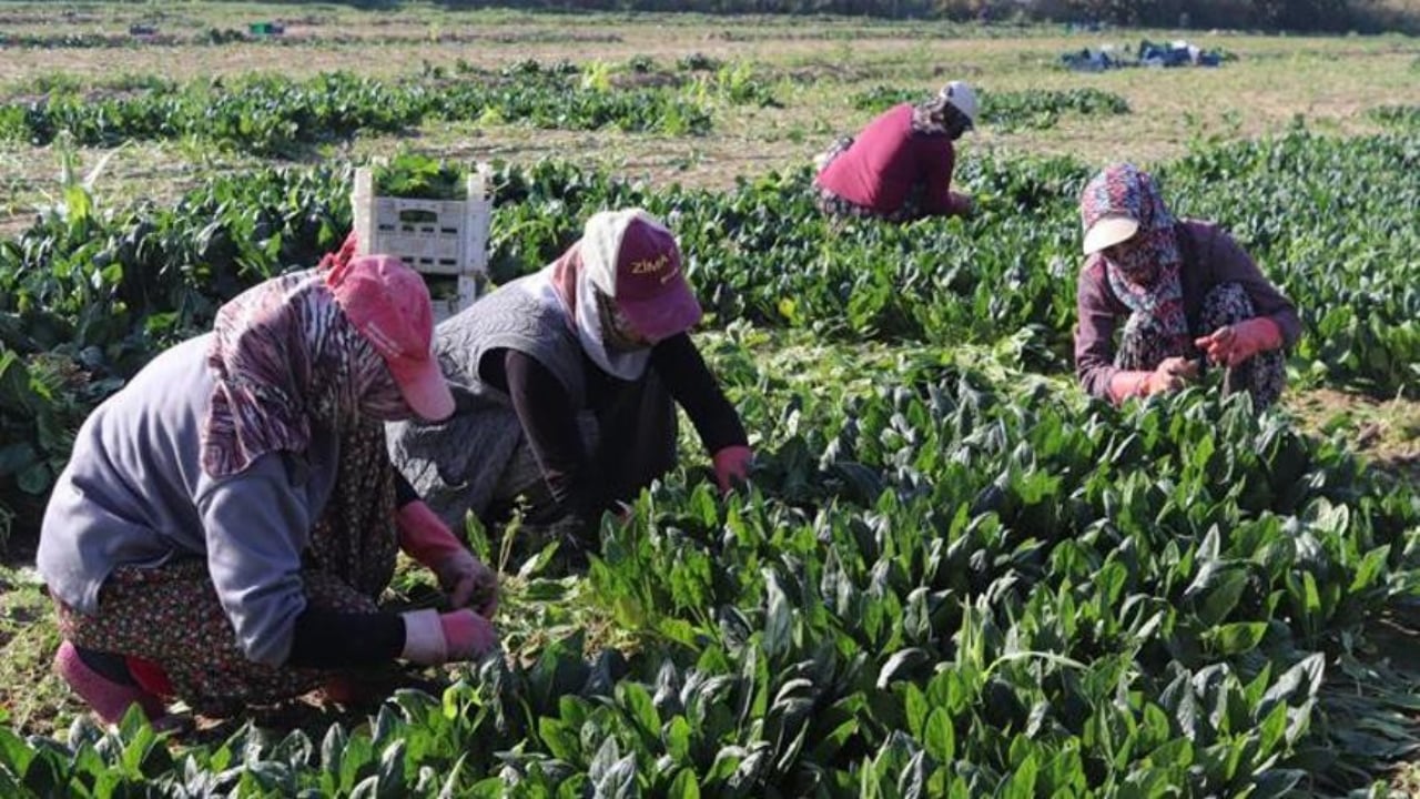 Foto - Bir kere dikince tam 20 defa hasat veriyor: Bahçesinde olan resmen para basıyor