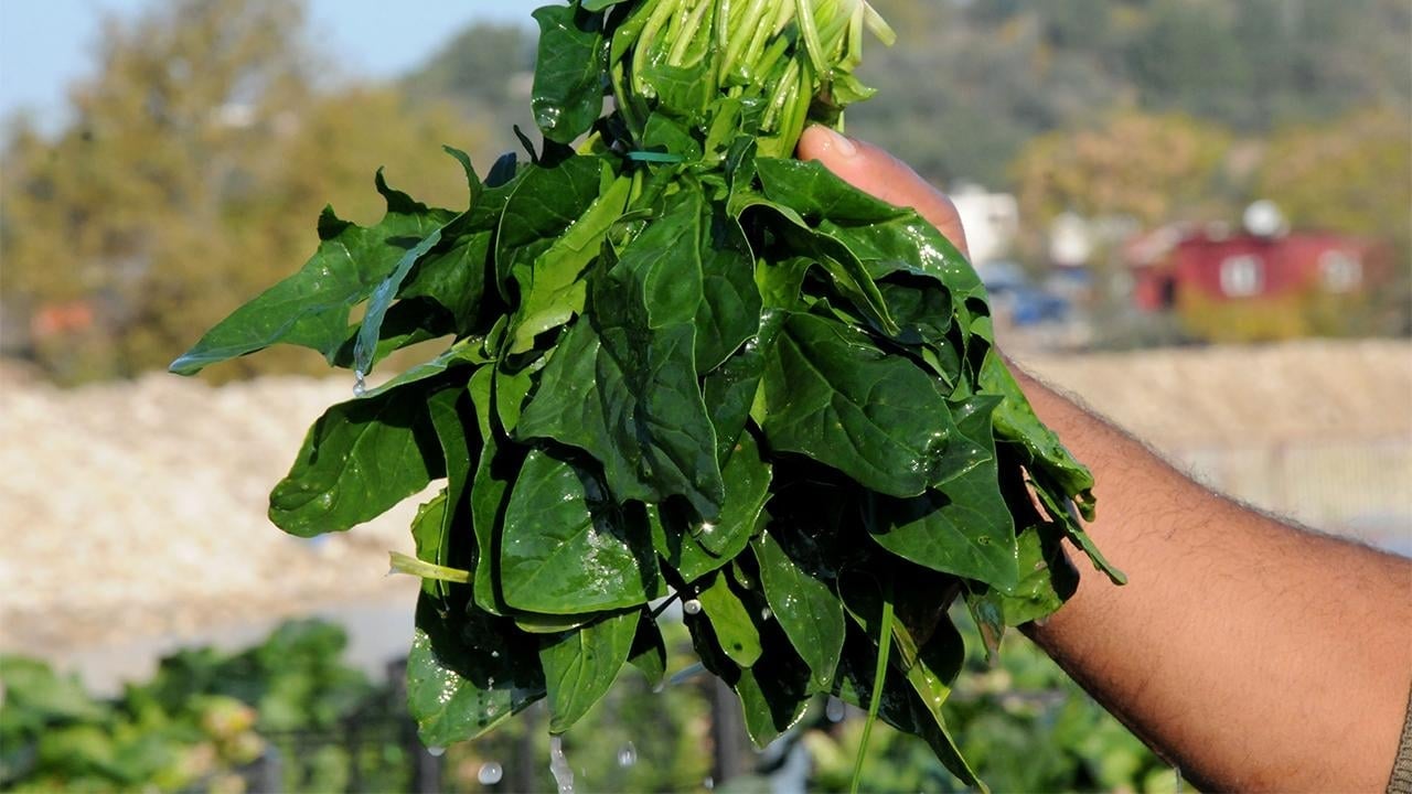 Foto - Bir kere dikince tam 20 defa hasat veriyor: Bahçesinde olan resmen para basıyor