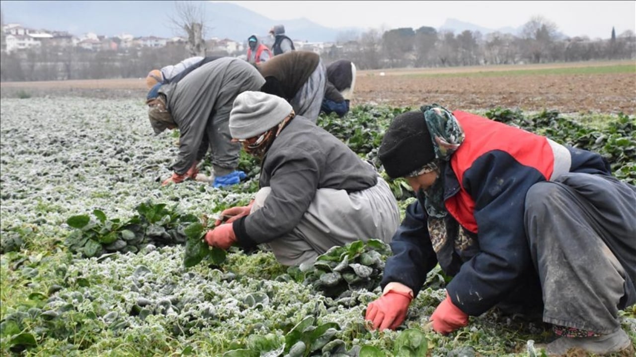 Foto - Bir kere dikince tam 20 defa hasat veriyor: Bahçesinde olan resmen para basıyor