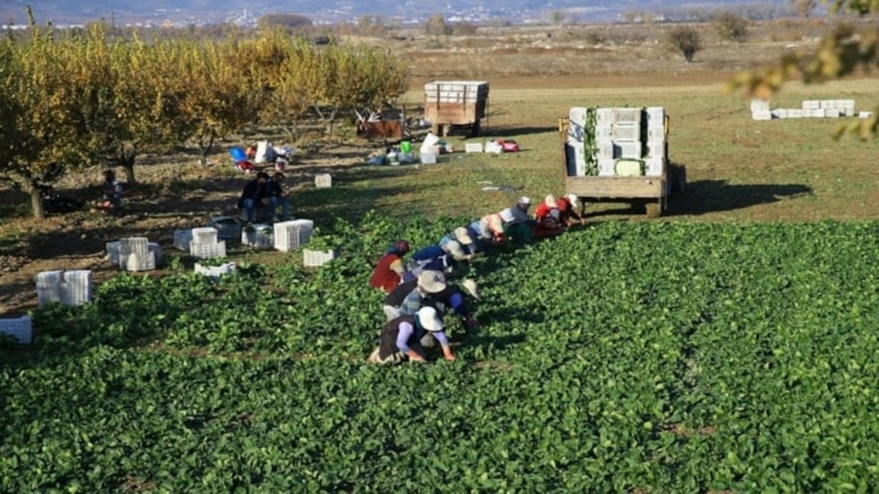 Bir kere dikince tam 20 defa hasat veriyor: Bahçesinde olan resmen para basıyor
