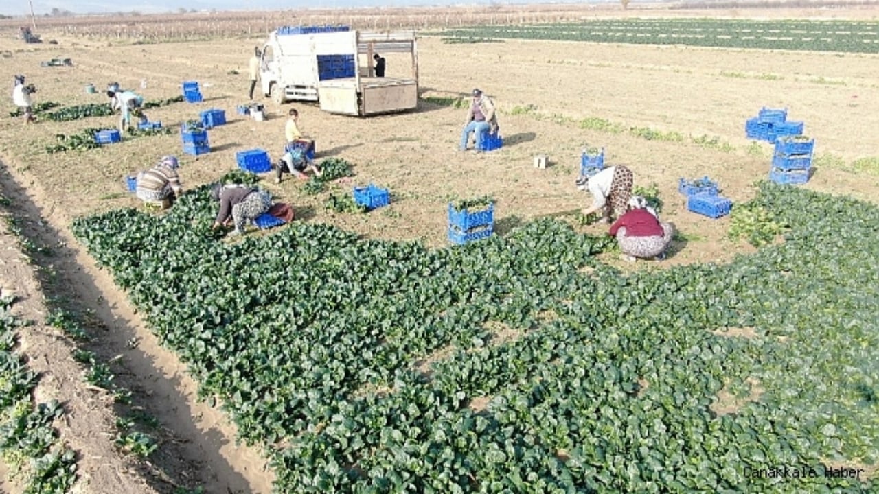 Foto - Bir kere dikince tam 20 defa hasat veriyor: Bahçesinde olan resmen para basıyor