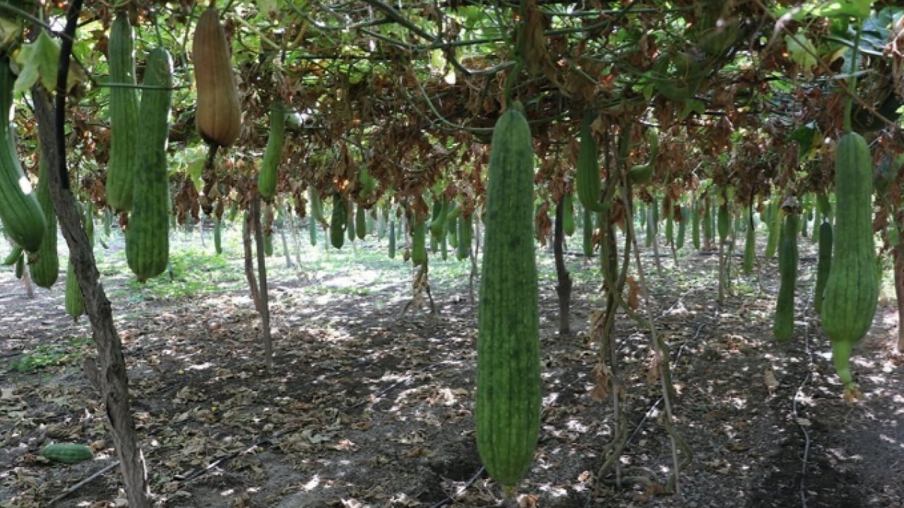 Foto - Bir kez deneyen vazgeçemiyor! Hem mutfakta hem banyoda kullanılıyor