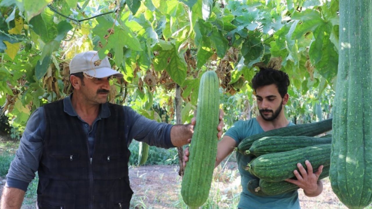 Foto - Bir kez deneyen vazgeçemiyor! Hem mutfakta hem banyoda kullanılıyor