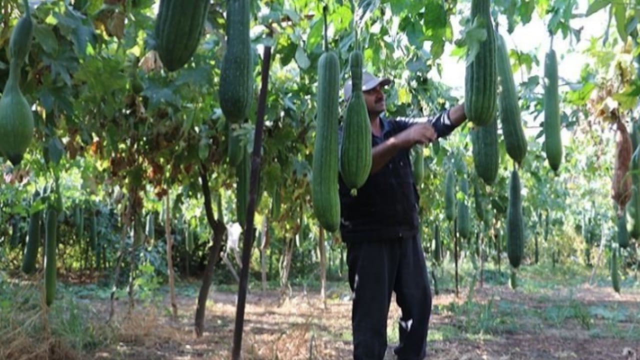 Foto - Bir kez deneyen vazgeçemiyor! Hem mutfakta hem banyoda kullanılıyor