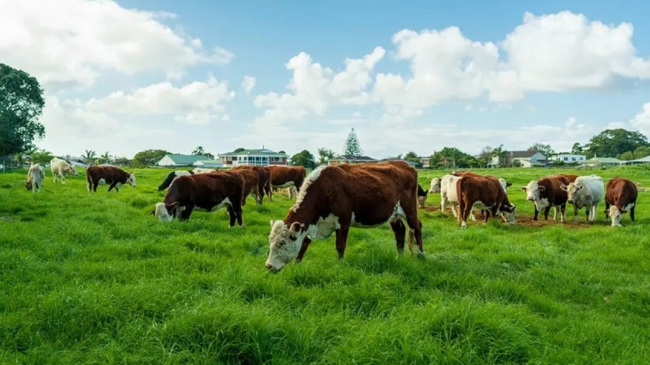 Foto - Bir kötü haber daha: Meşhur süt firması iflas etti