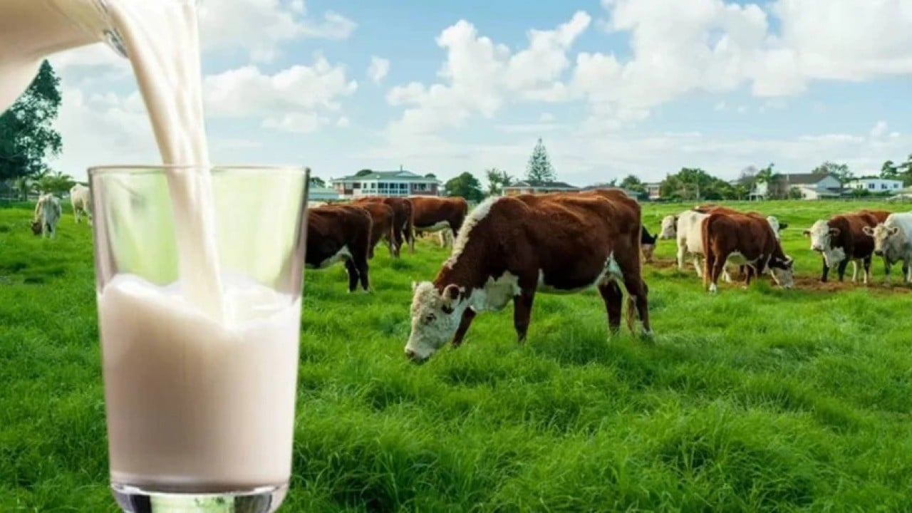 Foto - Bir kötü haber daha: Meşhur süt firması iflas etti