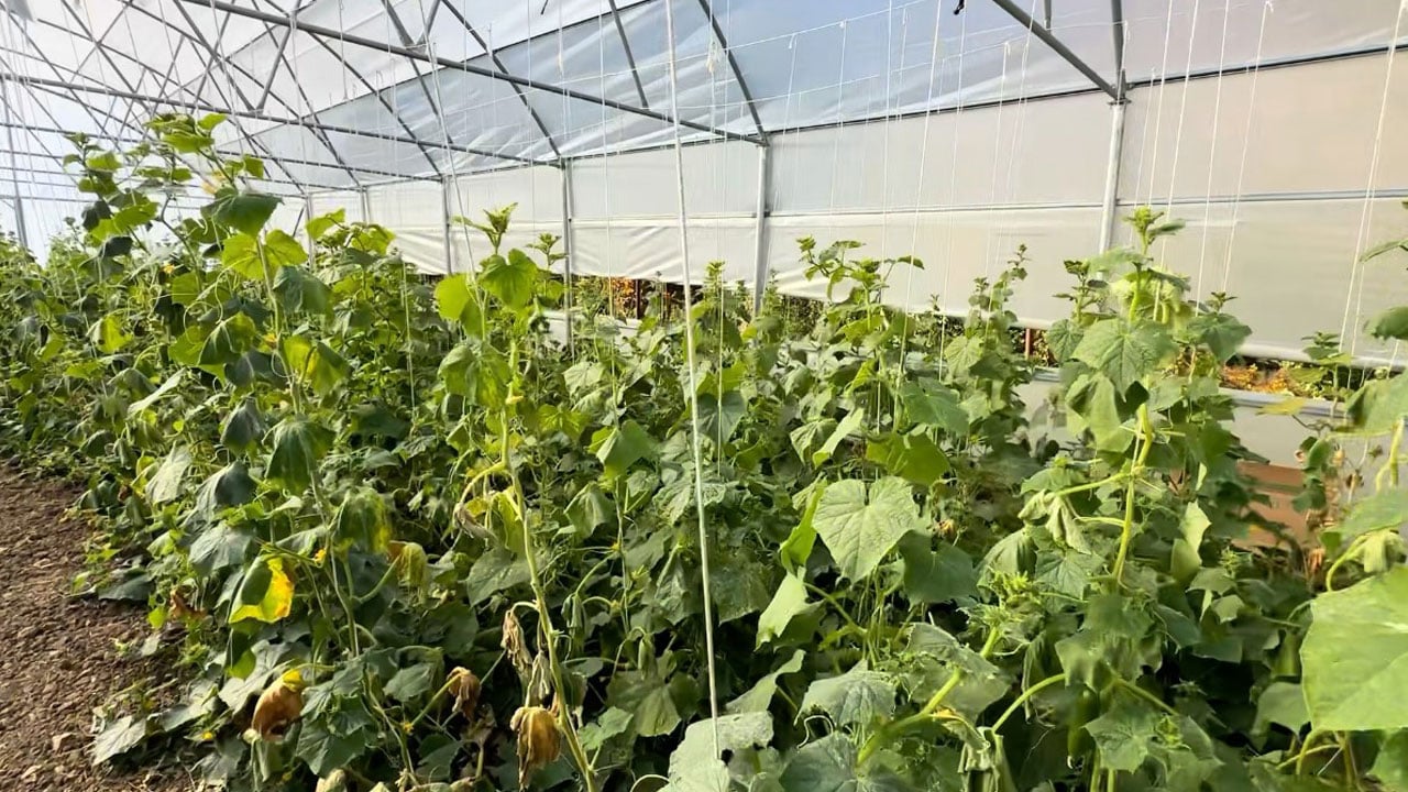 Foto - Bir zamanlar sessizdi, şimdi yeniden hayat var! Yüksekova’nın boşaltılan köyleri seralarla canlandı