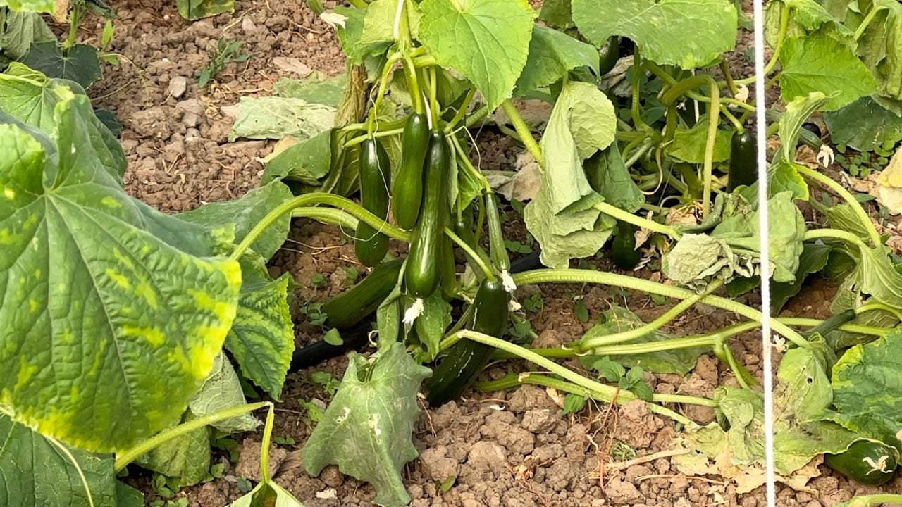 Foto - Bir zamanlar sessizdi, şimdi yeniden hayat var! Yüksekova’nın boşaltılan köyleri seralarla canlandı