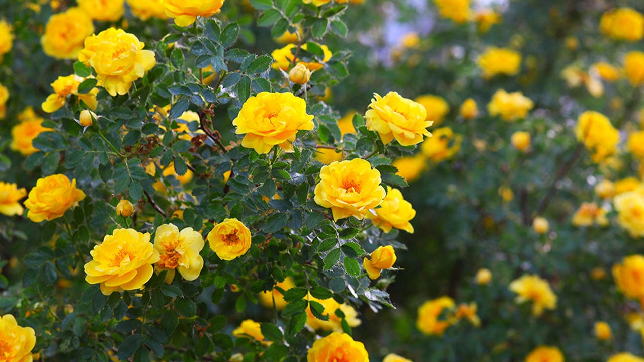 Foto - Birçok kişi farkında değil! İşte gül yetiştirmenin sırrı