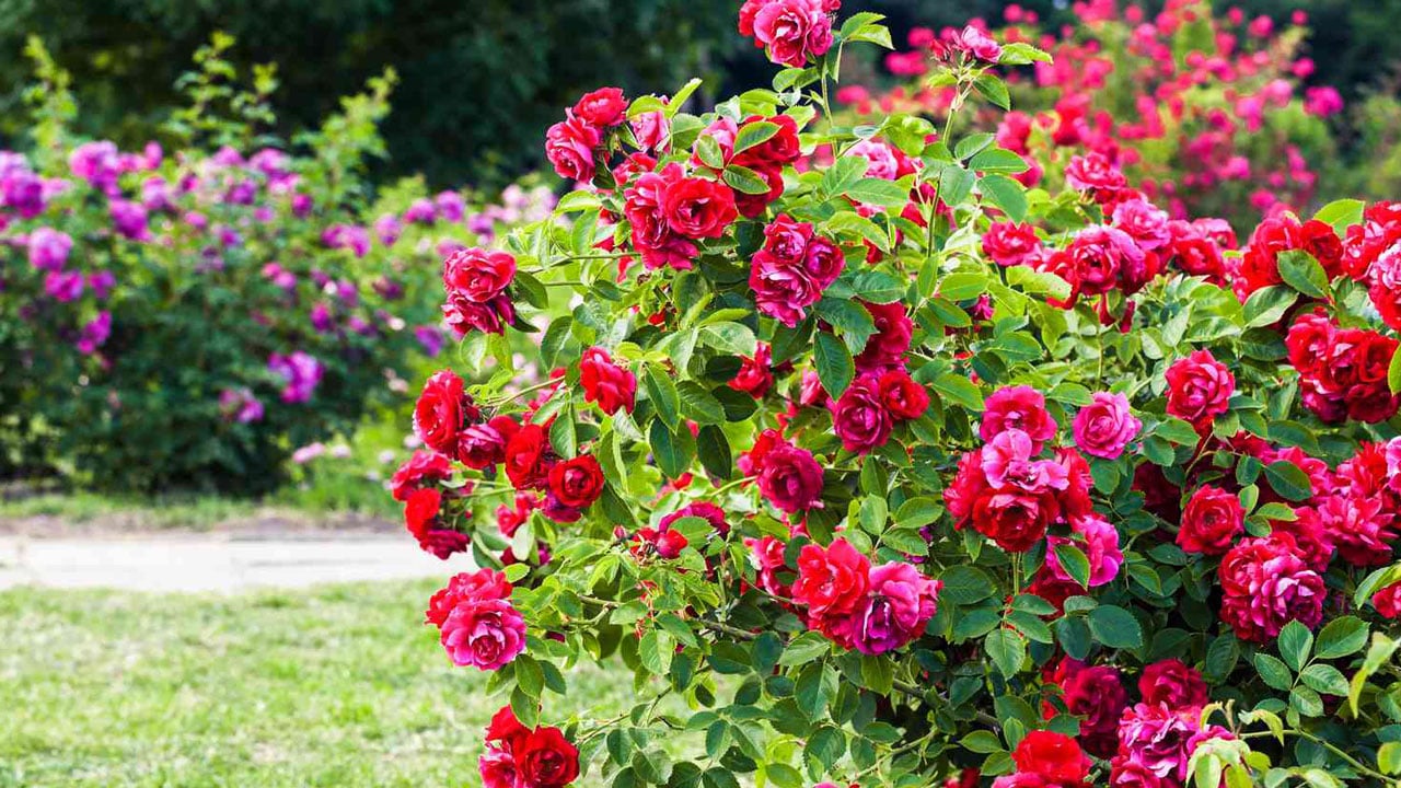 Foto - Birçok kişi farkında değil! İşte gül yetiştirmenin sırrı