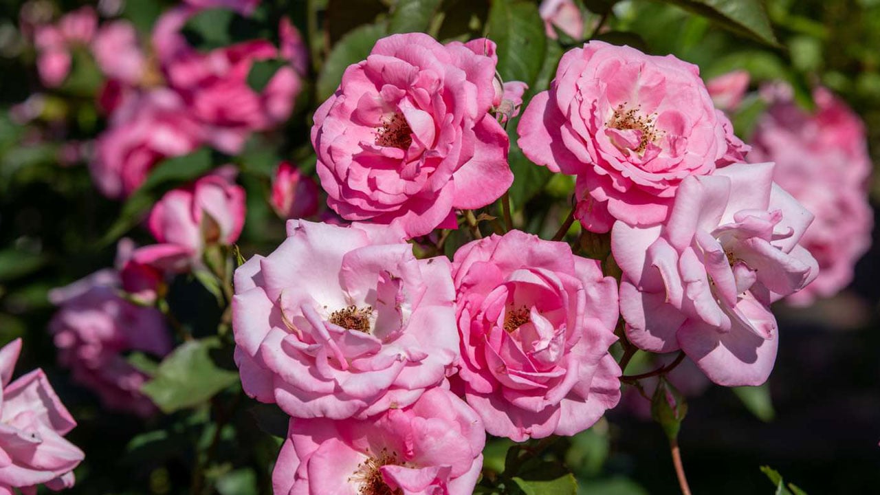 Foto - Birçok kişi farkında değil! İşte gül yetiştirmenin sırrı