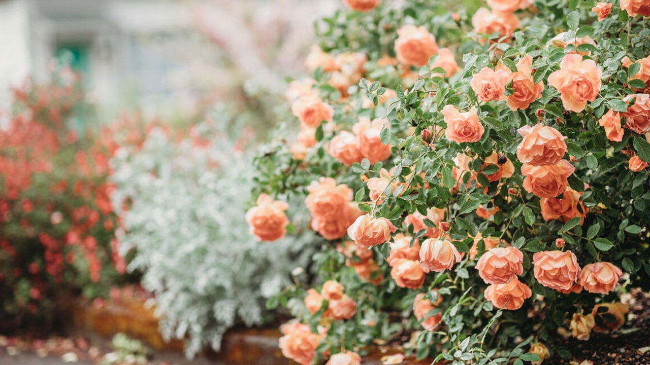 Foto - Birçok kişi farkında değil! İşte gül yetiştirmenin sırrı