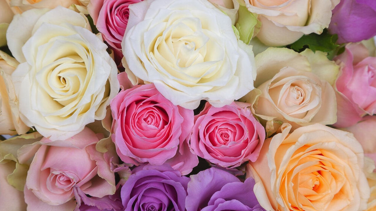 Foto - Birçok kişi farkında değil! İşte gül yetiştirmenin sırrı