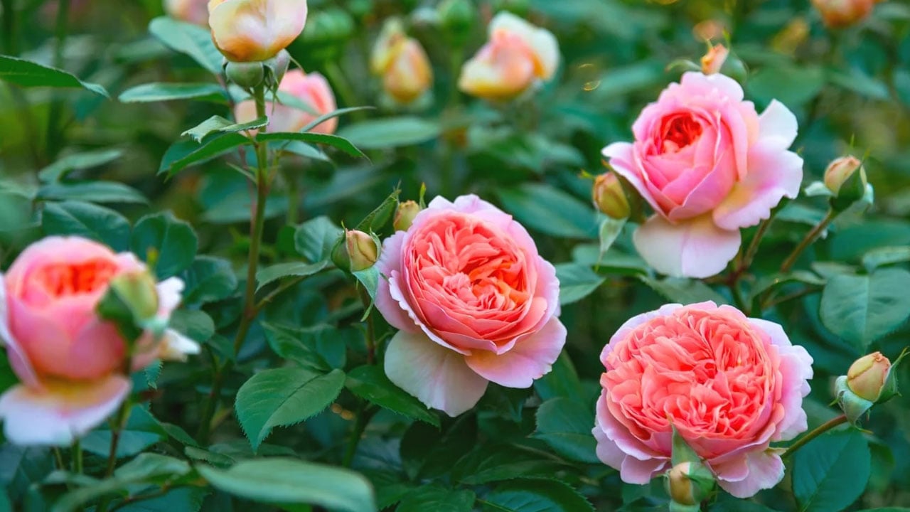 Foto - Birçok kişi farkında değil! İşte gül yetiştirmenin sırrı