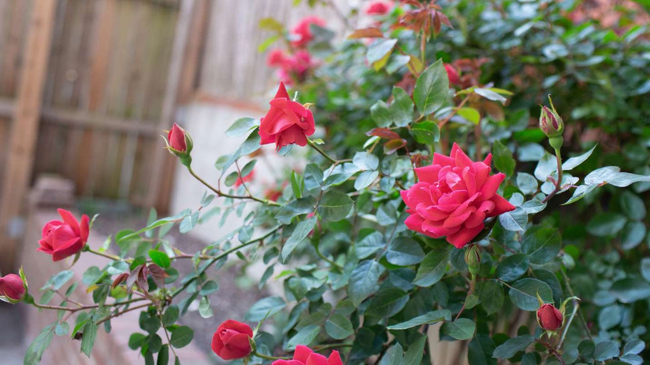 Foto - Birçok kişi farkında değil! İşte gül yetiştirmenin sırrı
