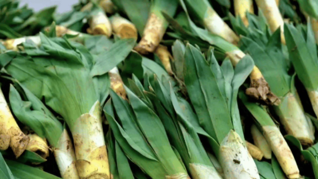 Foto - Biruni'nin eserlerinde hep yer almış! Doğal ağrı kesici dağ yamacında yetişiyor
