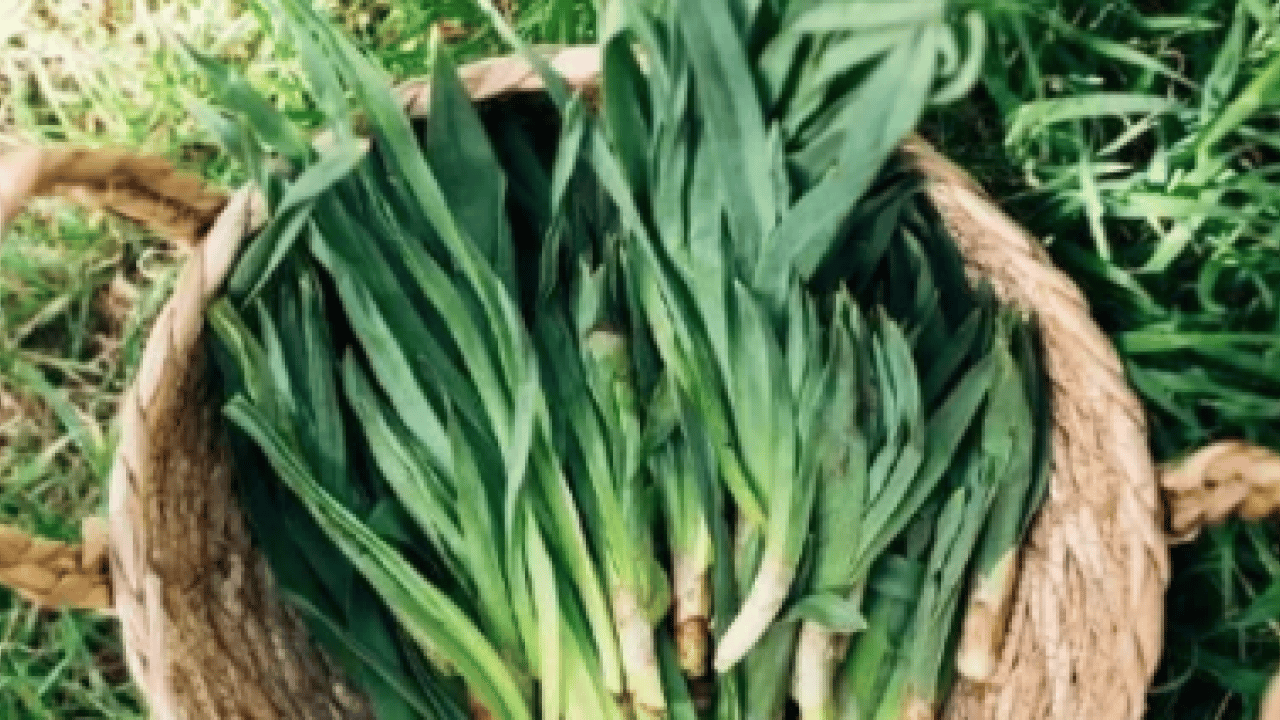 Foto - Biruni'nin eserlerinde hep yer almış! Doğal ağrı kesici dağ yamacında yetişiyor