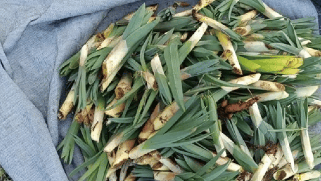 Foto - Biruni'nin eserlerinde hep yer almış! Doğal ağrı kesici dağ yamacında yetişiyor