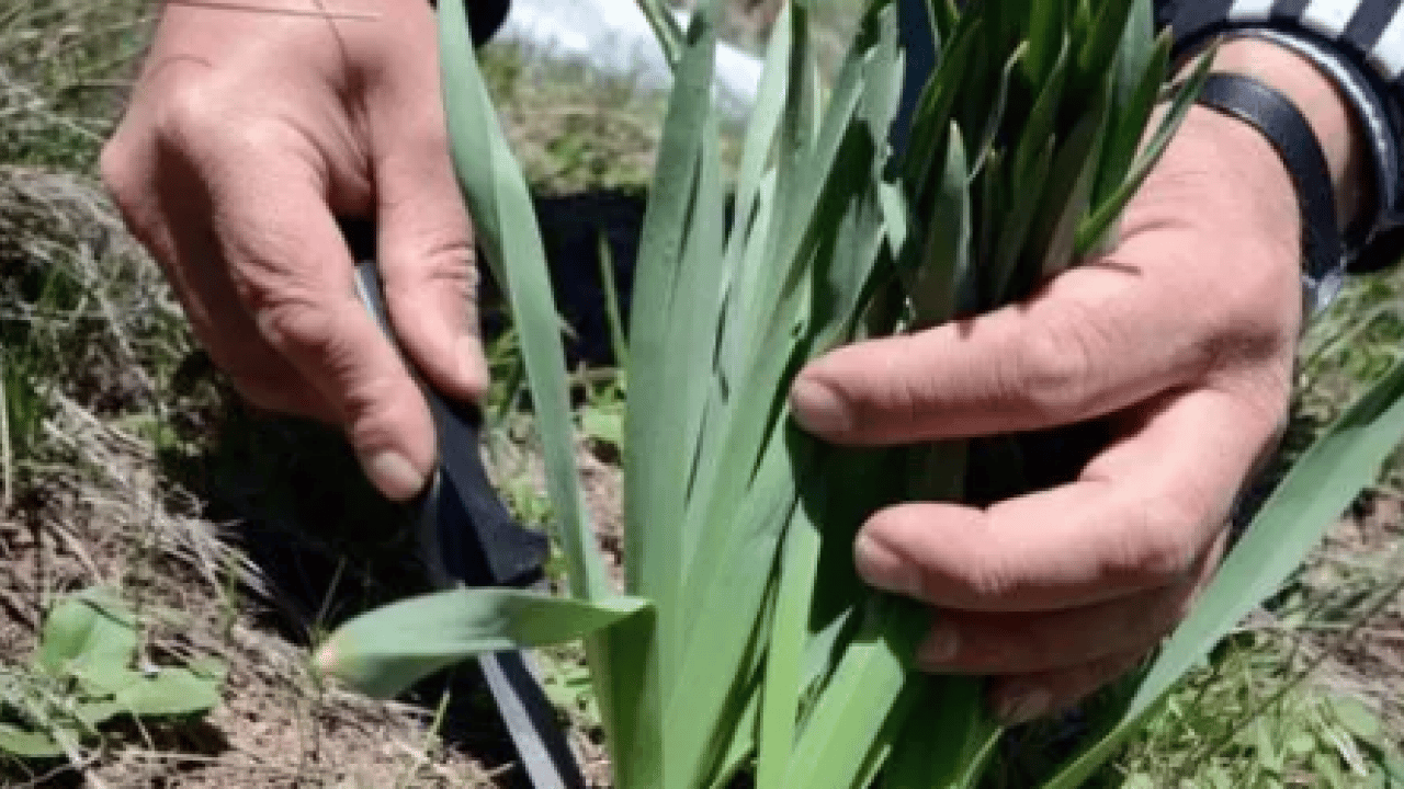 Foto - Biruni'nin eserlerinde hep yer almış! Doğal ağrı kesici dağ yamacında yetişiyor