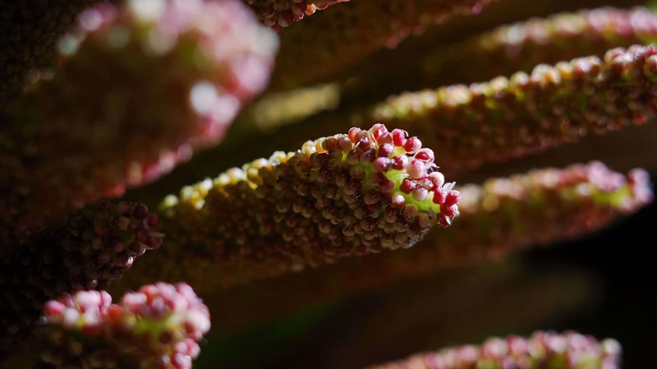 Foto - Bitkiler sayabiliyor! Bilim dünyasının bakışını kökten değişebilir: Zeka tanımımızı sarsan tarihi keşif