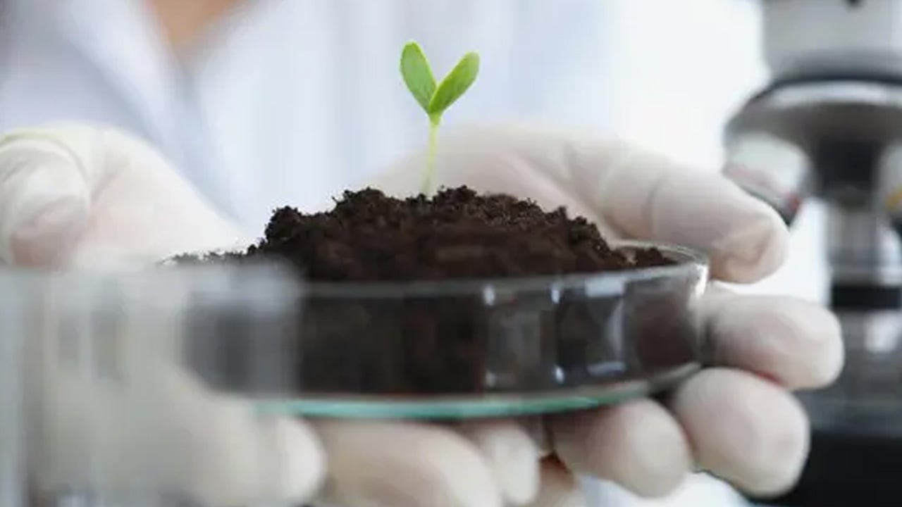 Foto - Bitkiler sayabiliyor! Bilim dünyasının bakışını kökten değişebilir: Zeka tanımımızı sarsan tarihi keşif