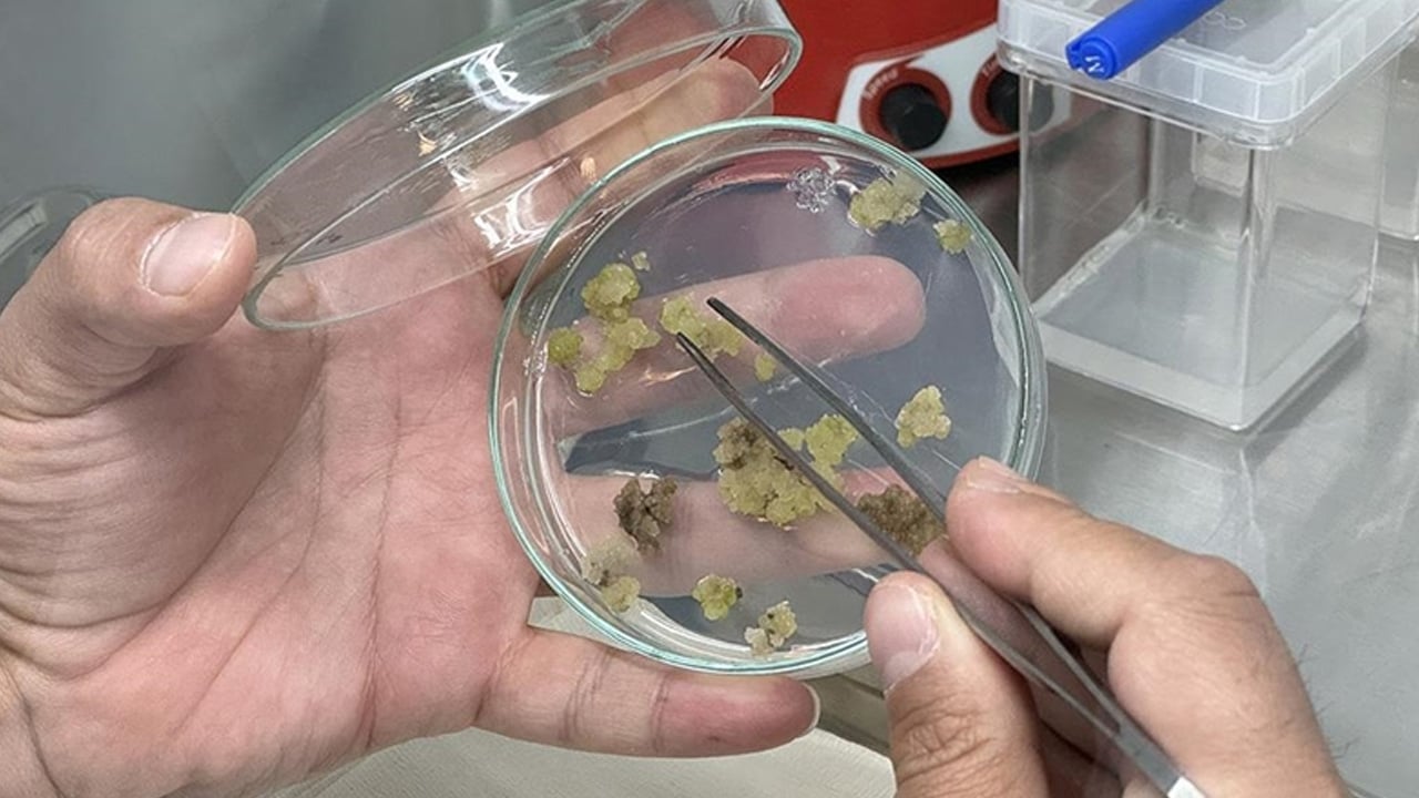 Foto - Bitkiler sayabiliyor! Bilim dünyasının bakışını kökten değişebilir: Zeka tanımımızı sarsan tarihi keşif