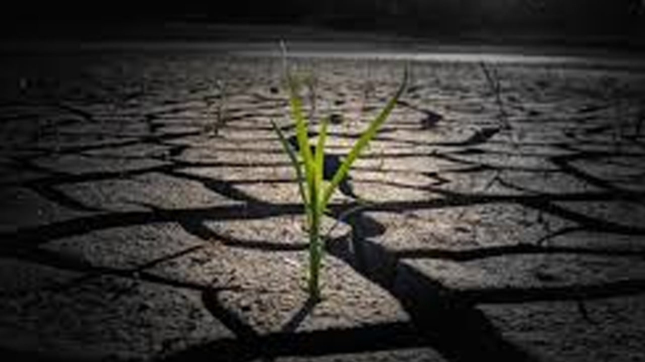 Bitkiler sayabiliyor! Bilim dünyasının bakışını kökten değişebilir: Zeka tanımımızı sarsan tarihi keşif