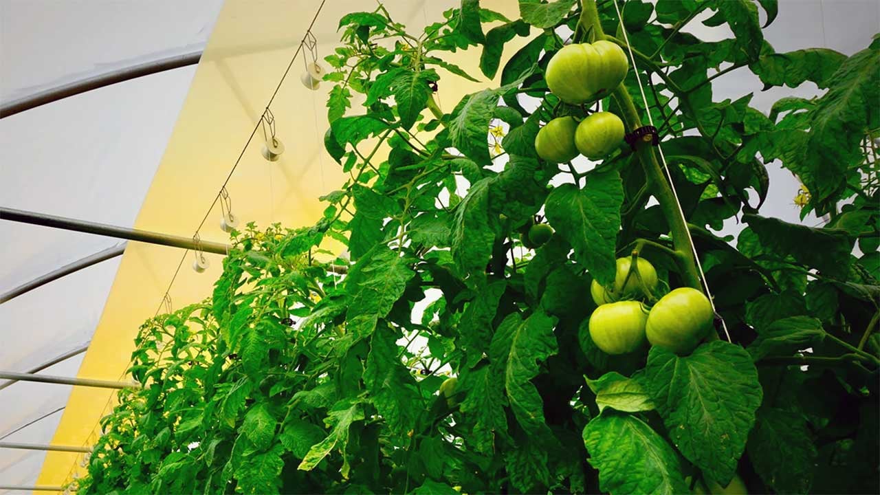 Bitkilere "quantum" dopingi! Verim yüzde 40’a dayandı