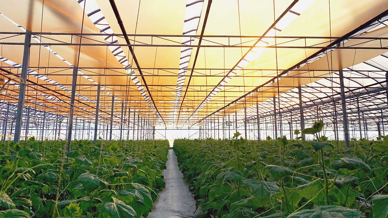 Foto - Bitkilere "quantum" dopingi! Verim yüzde 40’a dayandı