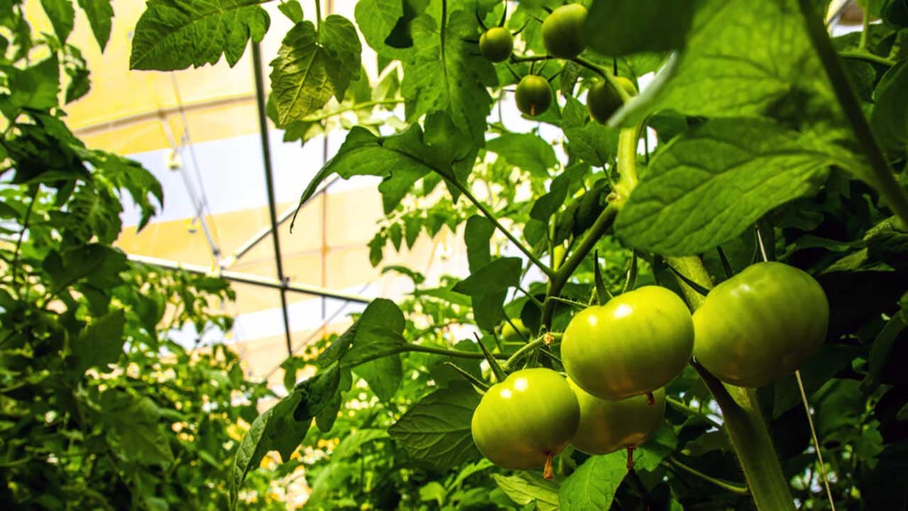 Foto - Bitkilere "quantum" dopingi! Verim yüzde 40’a dayandı