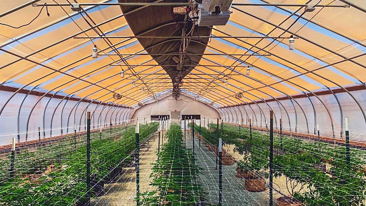 Foto - Bitkilere "quantum" dopingi! Verim yüzde 40’a dayandı