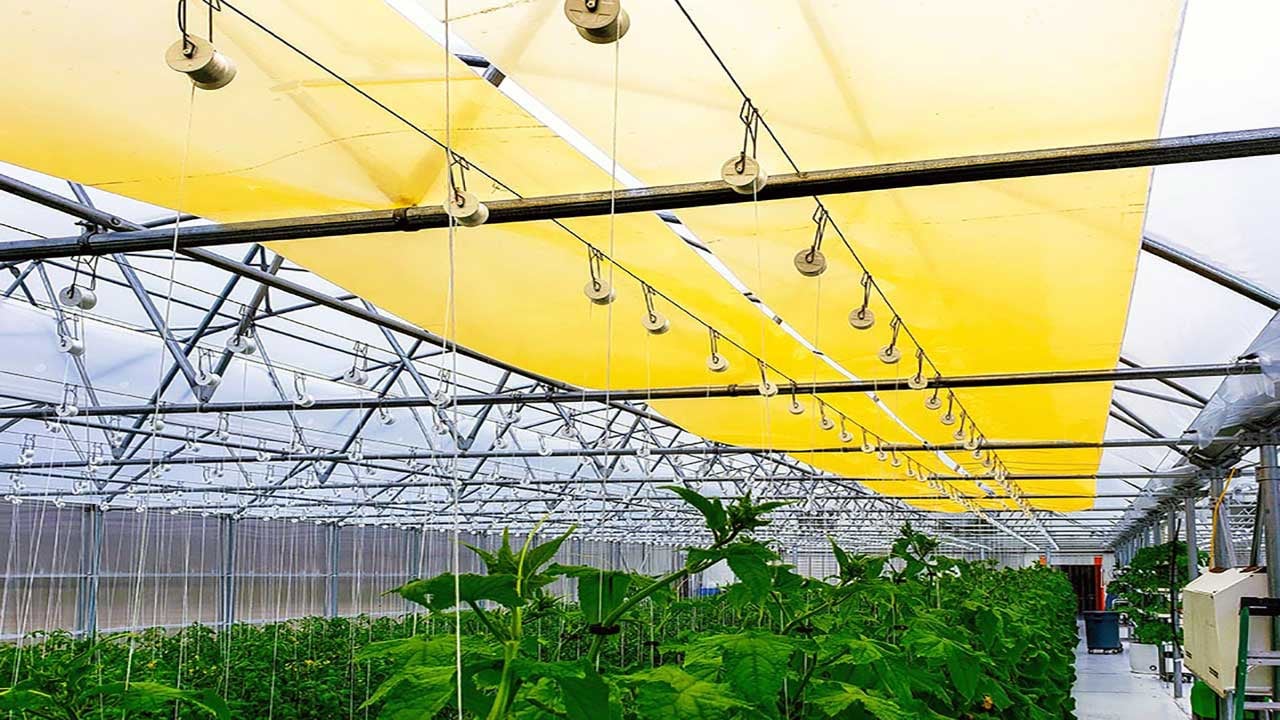 Foto - Bitkilere "quantum" dopingi! Verim yüzde 40’a dayandı