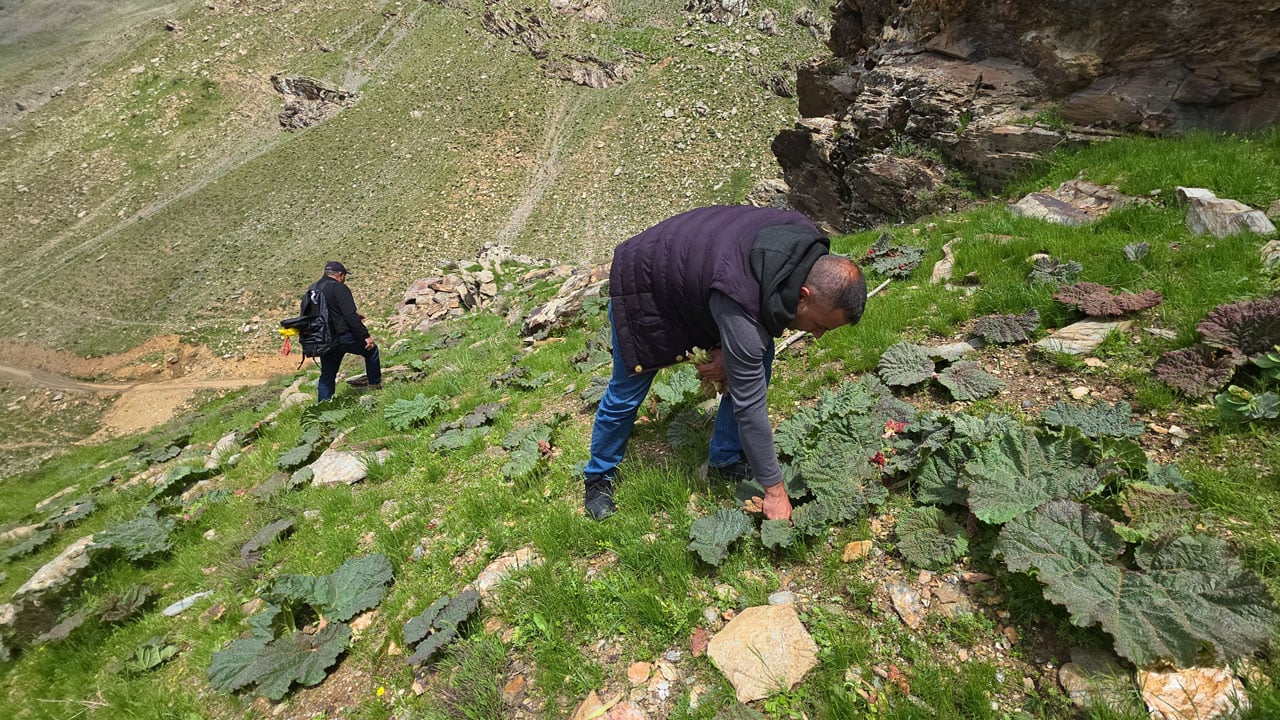 Foto - Bitlis dağlarında bahar bereketi! Kilosu 750 TL'ye satılıyor