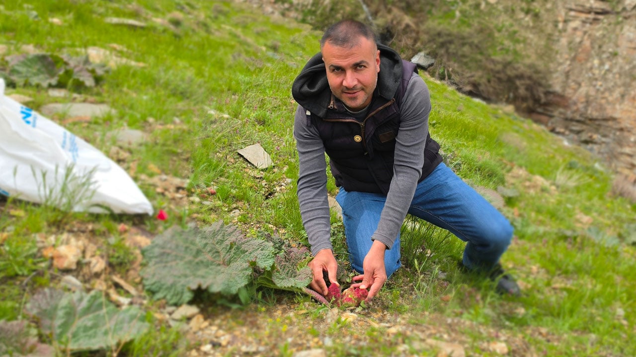 Foto - Bitlis dağlarında bahar bereketi! Kilosu 750 TL'ye satılıyor