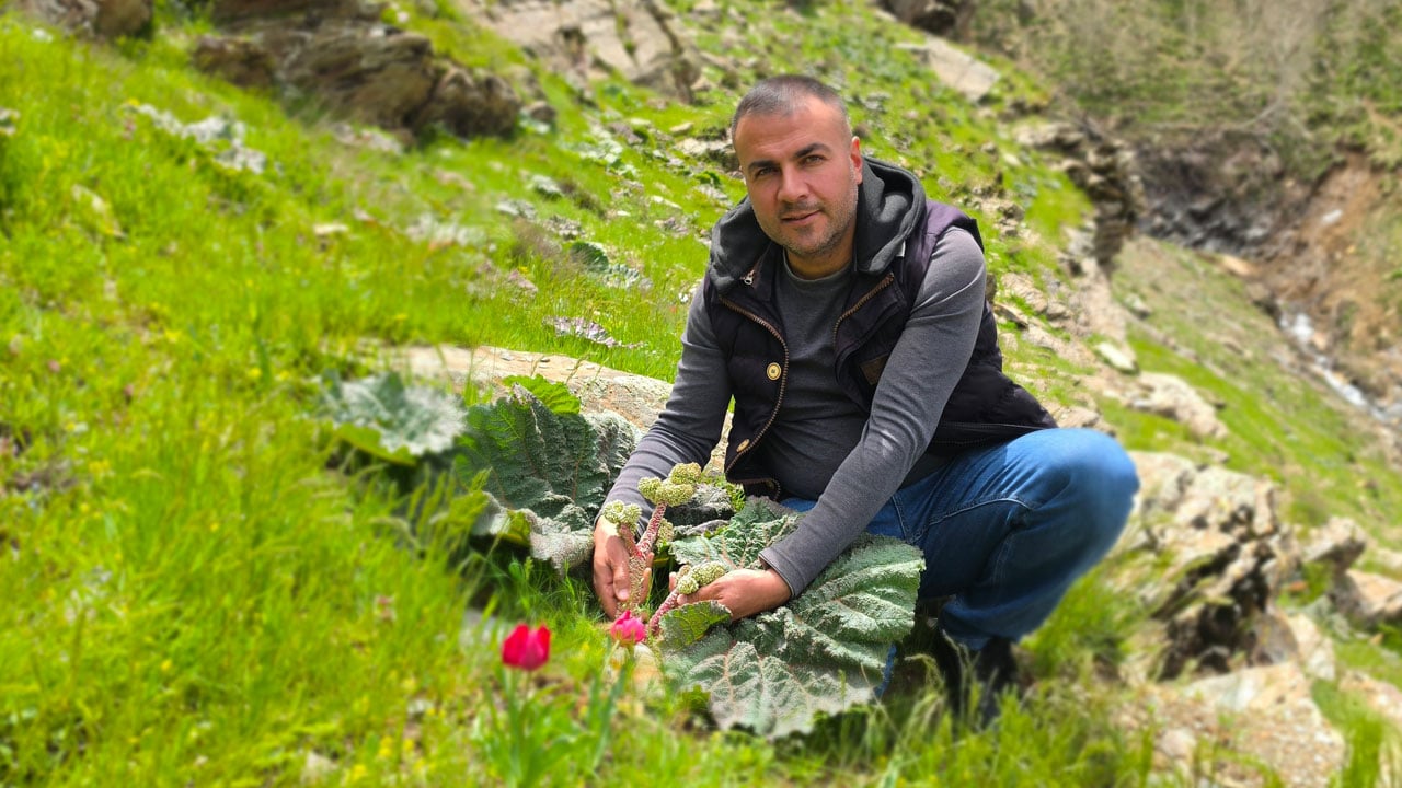 Foto - Bitlis dağlarında bahar bereketi! Kilosu 750 TL'ye satılıyor