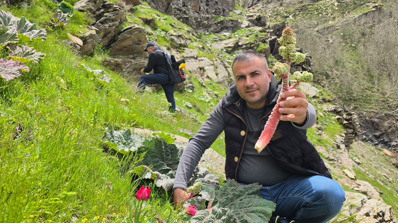 Foto - Bitlis dağlarında bahar bereketi! Kilosu 750 TL'ye satılıyor