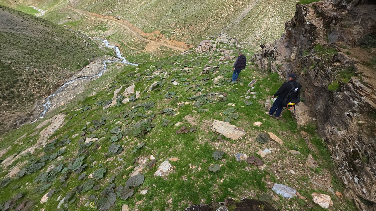 Foto - Bitlis dağlarında bahar bereketi! Kilosu 750 TL'ye satılıyor