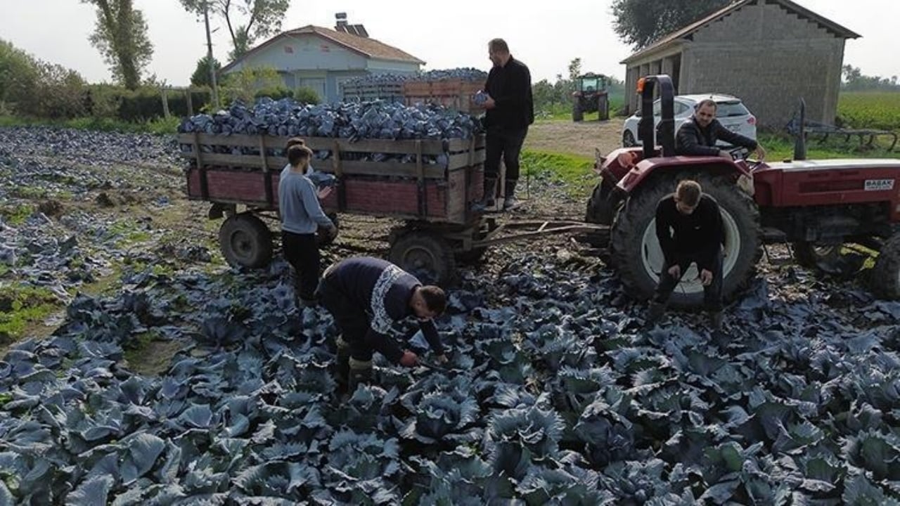 Foto - Biz değerini bilmiyoruz ama Ruslar kamyon kamyon götürüyor! Meğer o süper besin tam bir gençlik iksiriymiş