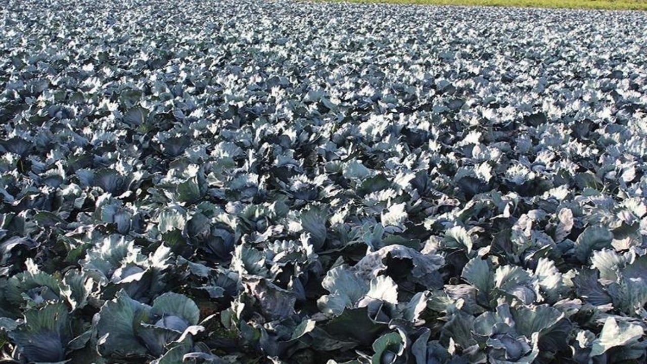 Biz değerini bilmiyoruz ama Ruslar kamyon kamyon götürüyor! Meğer o süper besin tam bir gençlik iksiriymiş