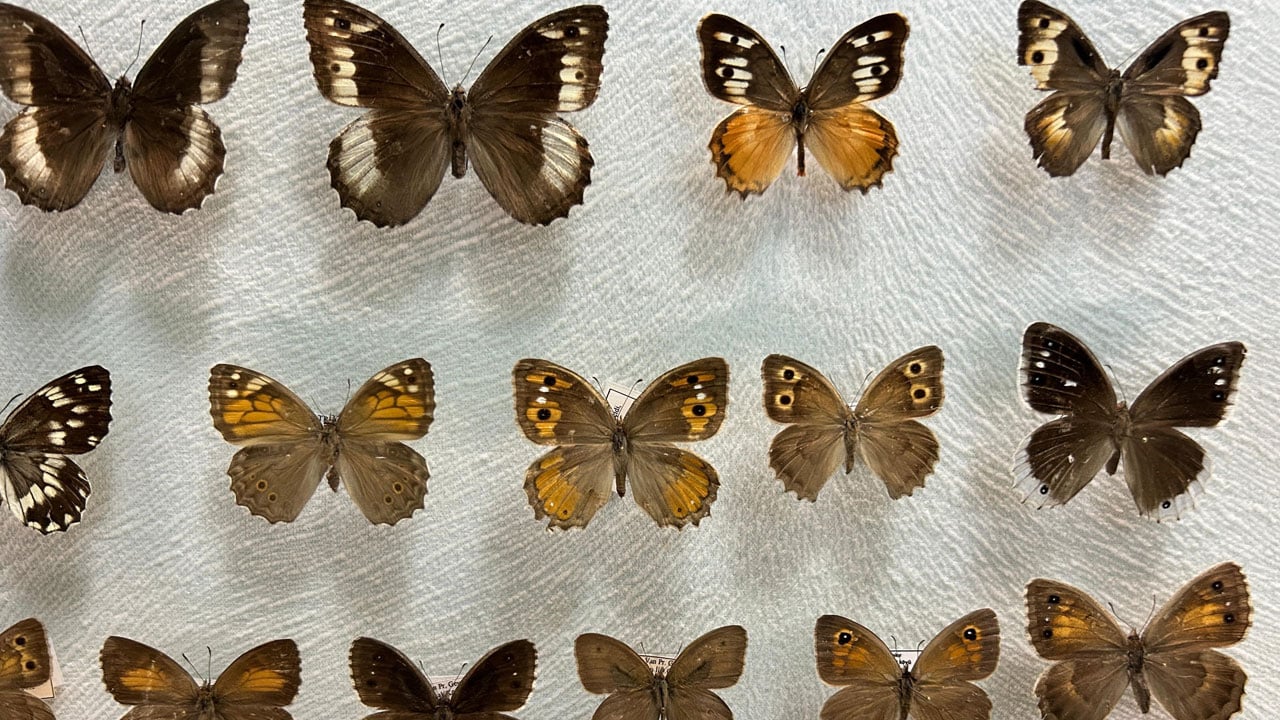 Foto - Böcek dünyası kayıt altına alınıyor! Van Gölü Havzası’nın gizli hazinesi