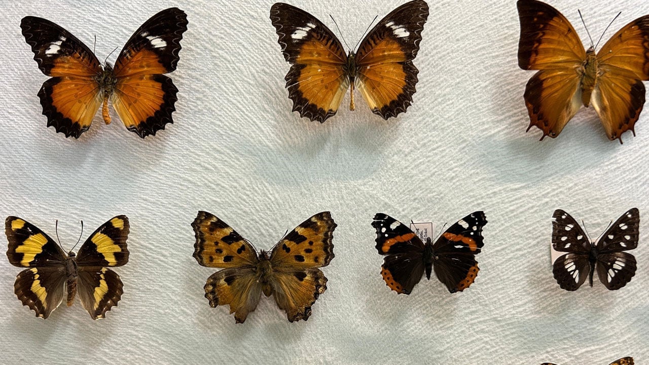 Böcek dünyası kayıt altına alınıyor! Van Gölü Havzası’nın gizli hazinesi