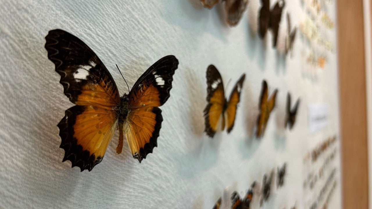 Foto - Böcek dünyası kayıt altına alınıyor! Van Gölü Havzası’nın gizli hazinesi