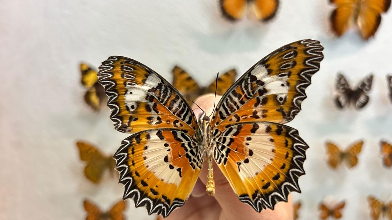 Foto - Böcek dünyası kayıt altına alınıyor! Van Gölü Havzası’nın gizli hazinesi