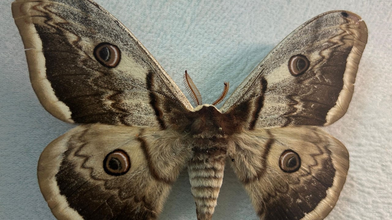 Foto - Böcek dünyası kayıt altına alınıyor! Van Gölü Havzası’nın gizli hazinesi