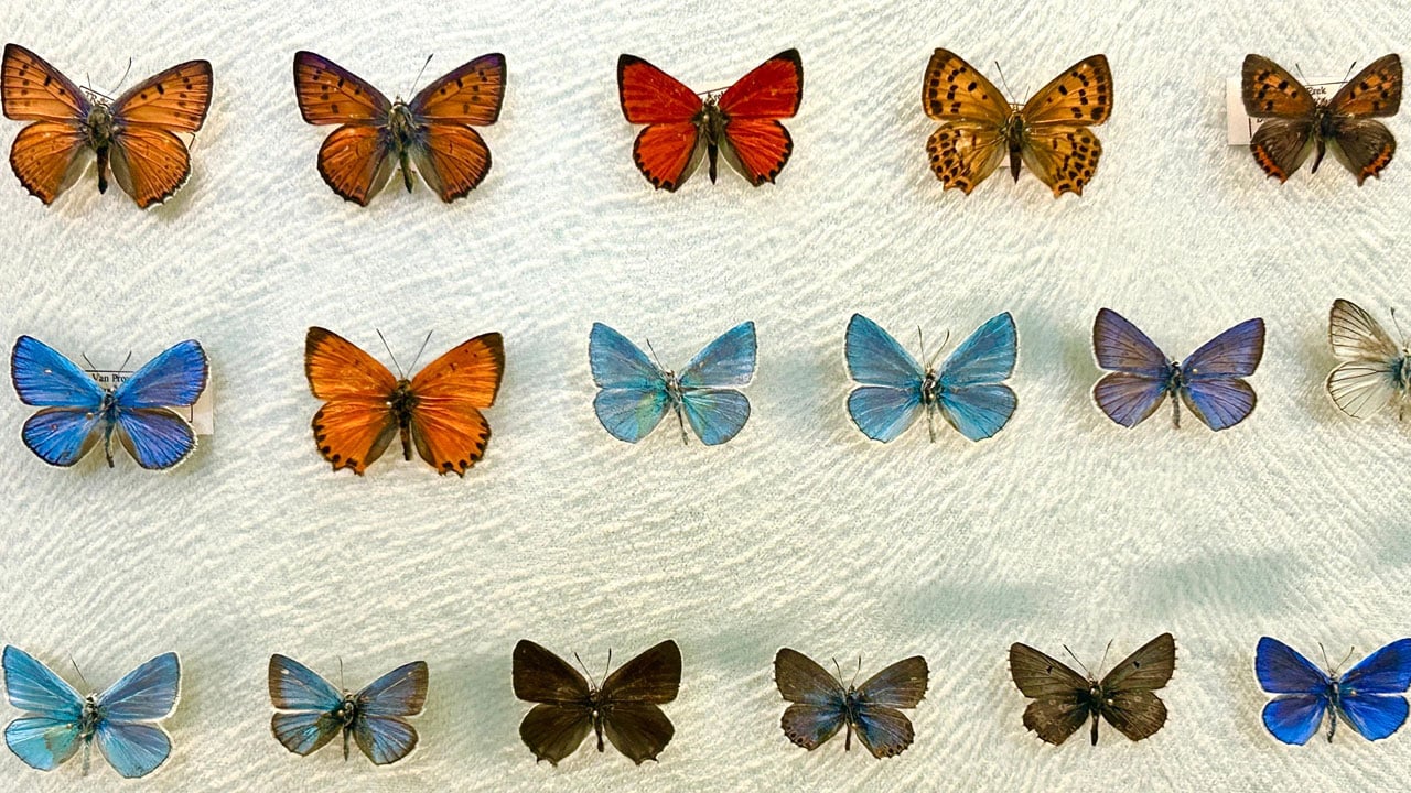 Foto - Böcek dünyası kayıt altına alınıyor! Van Gölü Havzası’nın gizli hazinesi