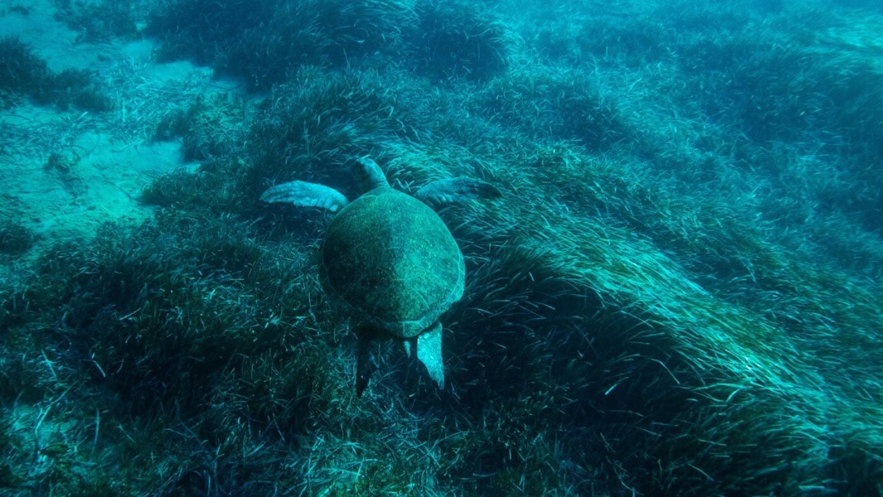 Foto - Bodrum’un deniz çayırları alarm veriyor! 22 yılda 2 bin hektara varan kayıp