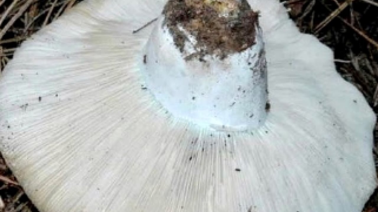 Foto - Bodur kirmit mantarı (Russula brevipes): Almaya dikkat edin!