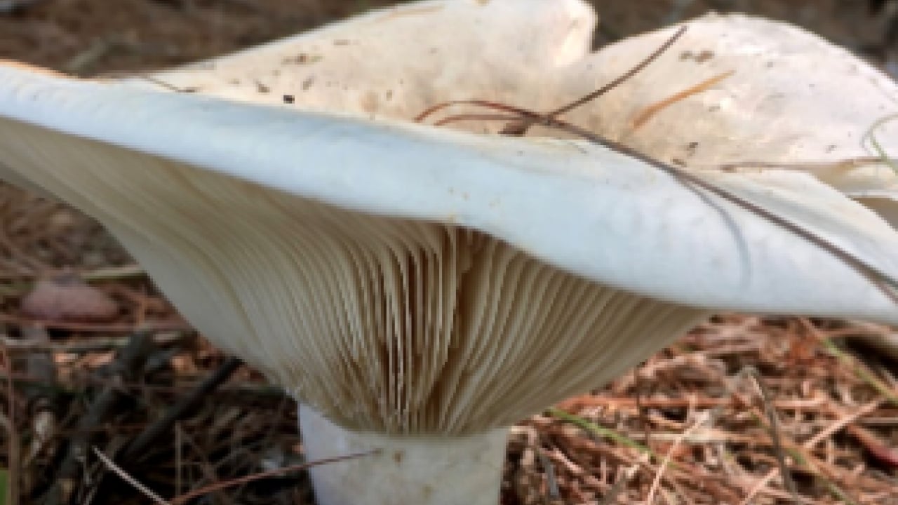Foto - Bodur kirmit mantarı (Russula brevipes): Almaya dikkat edin!